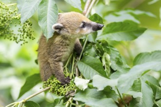 South American coati (Nasua nasua) youngster klimbing a little tree, captive, Zoo Augsburg