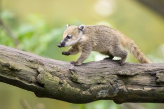 South American coati (Nasua nasua) youngster on an old tree trunk, captive, Zoo Augsburg
