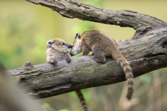 South American coati (Nasua nasua) youngsters klimbing in a tree, captive, Zoo Augsburg