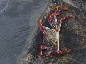 Colourful crab with dotted legs, red rock crab (Grapsus adscensionis) crawls on a wet rock. Puerto