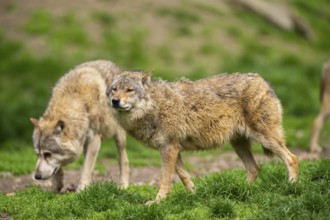 Eastern wolves (Canis lupus lycaon) standing on a meadow, Bavaria, Germany