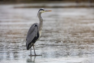 Grey heron (Ardea cinerea) Germany
