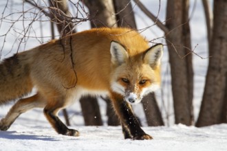 Red fox (vulpes vulpes), Fox walking on snow and spotting a prey, Close-up, Province of Quebec,