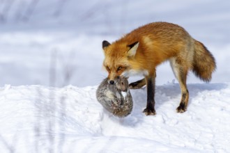 Red fox (vulpes vulpes), Fox hunting eastern gray squirrel (sciurus carolinensis) in winter.