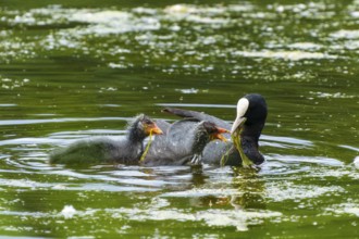 Eurasian Coot feeding its two chicks in the green water, Coot, (Fulicia atra), wildlife, Germany
