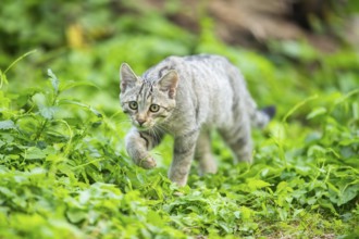European wildcat (Felis silvestris silvestris) on an old tree trunk, Hesse, Germany