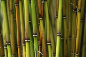 Bamboo culms (Bambusoideae), Inverewe Gardens, Poolewe, Loch Ewe, Highlands, Highlands, Scotland,