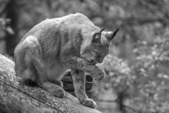 Eurasian lynx (Lynx lynx), wildlife park, Bavaria, Germany