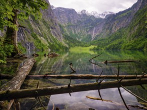 Dead wood lies in the clear water of the Obersee near Königssee in the Berchtesgaden National Park,
