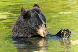 A bear uses its paw to move algae in the water, black bear (Ursus (genus) Americanus) France