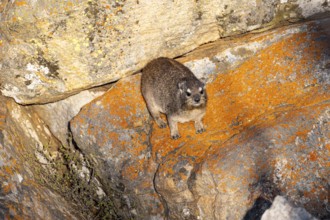 Rock hyrax (Procavia capensis), on rocks in the evening light, Mpumalanga, South Africa