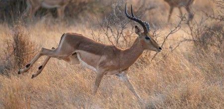 Springbok, male running, dry grass, Kruger National Park, South Africa
