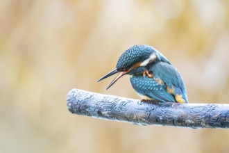 Kingfisher (Alcedo atthis) Germany