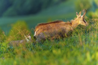 Chamois mother with young in a green, flowering valley, chamois, chamois, (Rupicapra rupicaprae),