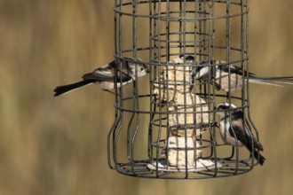 Long tailed tit (Aegithalos caudatus) three adult birds feeding on a garden bird feeder, England,