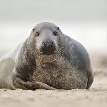 Cosiness... Grey seal (Halichoerus grypus), rather strong adult grey seal looking into the camera,
