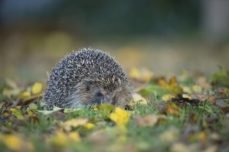 European hedgehog (Erinaceus europaeus) adult animal on a garden grass lawn with fallen autumn