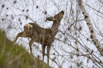 Roe deer (Capreolus capreoöus) Germany