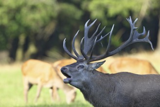 Red deer (Cervus elaphus) during the rutting season, a large stag roaring in a forest clearing,