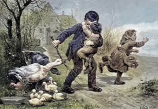 Dangerous encounter, goose mother and goose father defend their young from the curious children,