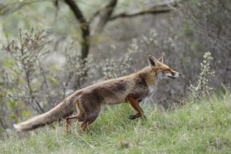Red fox (Vulpes vulpes), fawn, female animal in short-haired summer coat, the bushy fox tail is