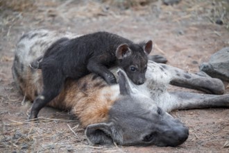 Spotted hyena (Crocuta crocuta), adult female with playing young, lying down, Kruger National Park,