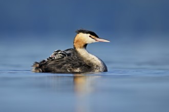 Great Crested Grebe (Podiceps Scalloped ribbonfish), with chicks in plumage swimming in the water,
