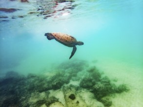 Sea turtle (Chelonia mydas), underwater, Galapagos, Ecuador