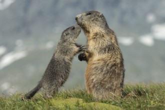 Alpine Marmot (Marmota marmota) adult with young, High Tauern National Park, Carinthia, Austria