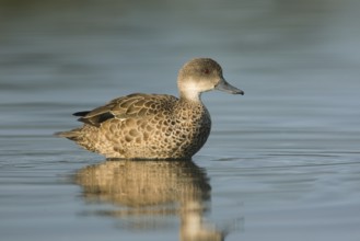 Grey Teal (Anas gracilis), Victoria, Australia