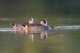 Pink-eared Duck (Malacorhynchus membranaceus) pair, Victoria, Australia