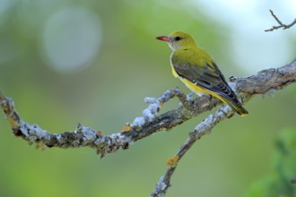Eurasian Golden Oriole (Oriolus oriolus) female perched on lichen branch, Andalusia, Spain