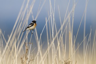 Siberian Stonechat - Pallasschwarzkehlchen - Saxicola maurus, Kazakhstan, adult male