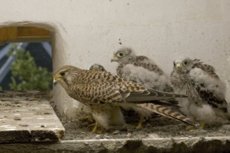 Common Kestrel (Falco tinnunculus) juvenile, Saxony, Germany