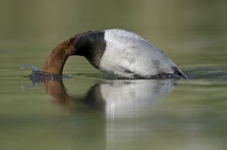 Common Pochard (Aythya ferina) male, Saxony, Germany