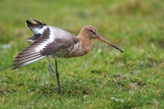 Black-tailed Godwit (Limosa limosa) stretching wings, Netherlands