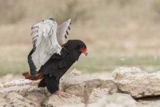 Bateleur (Terathopius ecaudatus) female, Northern Cape, South Africa