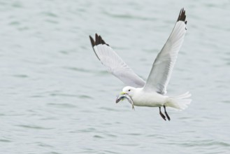 Black-legged Kittiwake (Rissa tridactyla) feeding in the ocean near Nome, Alaska