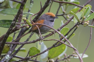 Spix's Spinetail (Synallaxis spixi) perched on a branch in the Atlantic rainforest of southeast