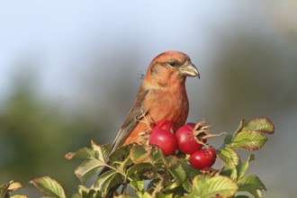 Red Crossbill (Loxia curvirostra) male, Schleswig-Holstein, Germany