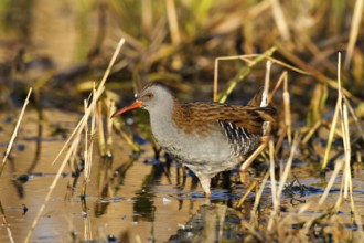 Water Rail (Rallus aquaticus) foraging, Castile-La Mancha, Spain