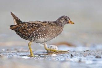 Spotted Crake (Porzana porzana), Rhine Delta, Austria