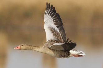 Greylag Goose (Anser anser) flying, Lake Neusiedl, Austria