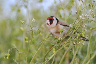 European Goldfinch (Carduelis carduelis), Lake Neusiedl, Austria