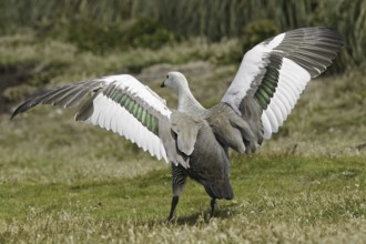 Upland Goose (Chloephaga picta) male, Falkland Islands