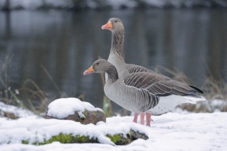 Graugans, lat. Anser anser, steht wachsam am Gewässerufer im Schnee