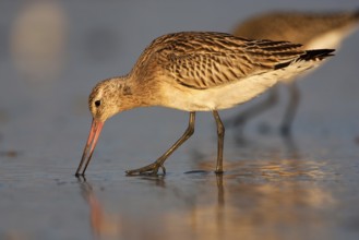 Bar-tailed Godwit (Limosa lapponica), Schleswig-Holstein, Germany