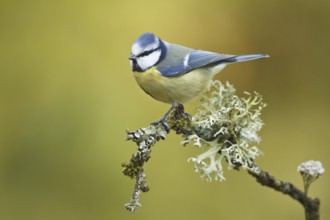 Eurasian Blue Tit (Cyanistes caeruleus), Rhineland-Palatinate, Germany