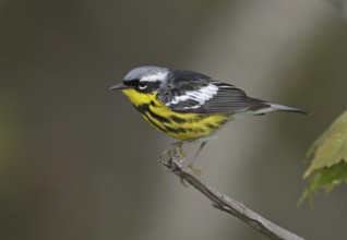 Magnolia Warbler (Setophaga magnolia), Michigan, USA