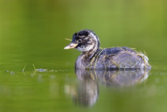 Little Grebe (Tachybaptus ruficollis) chick, North Rhine-Westphalia, Germany